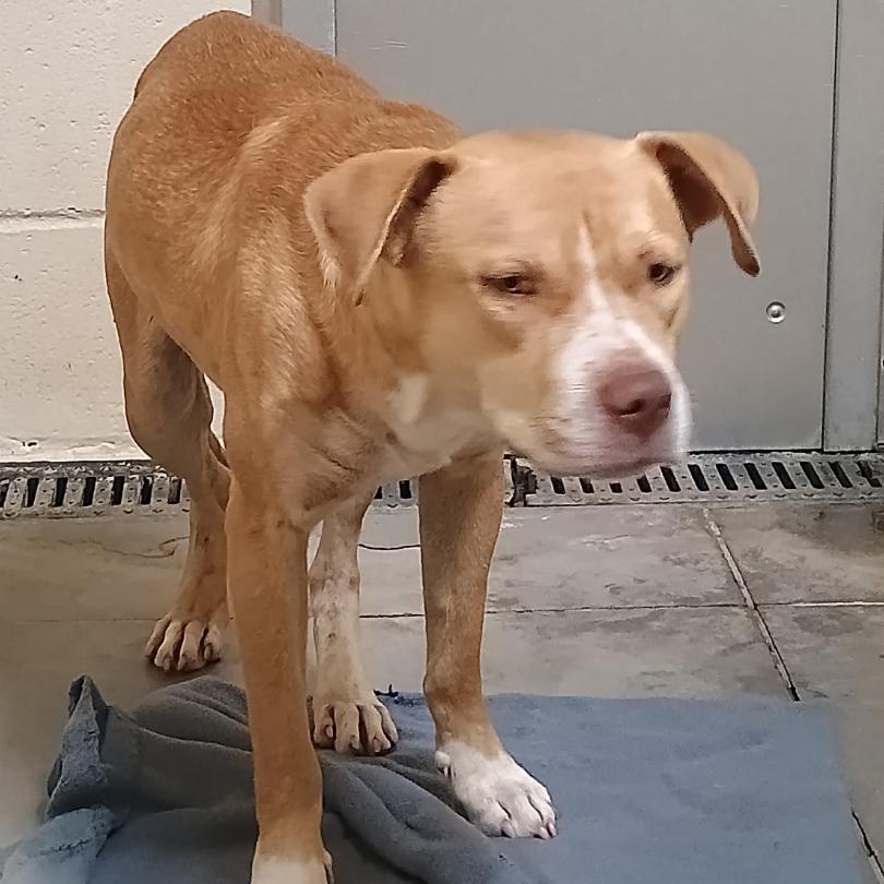 Enlarge Courage, a Adoptable mixed breed in Palestine, TX image 3/3