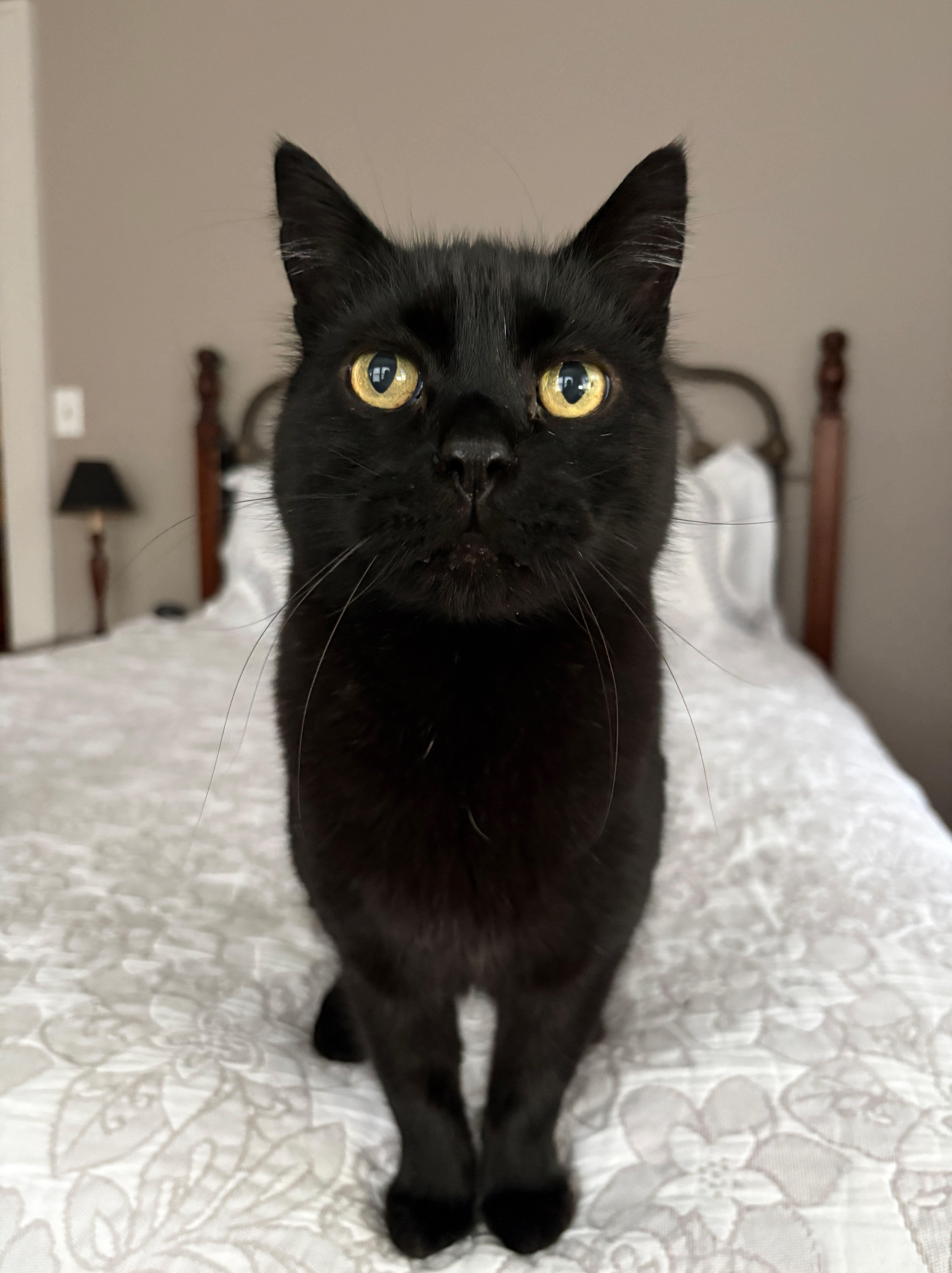 Bob, an adopted Domestic Short Hair in La Grande, OR image 3/3