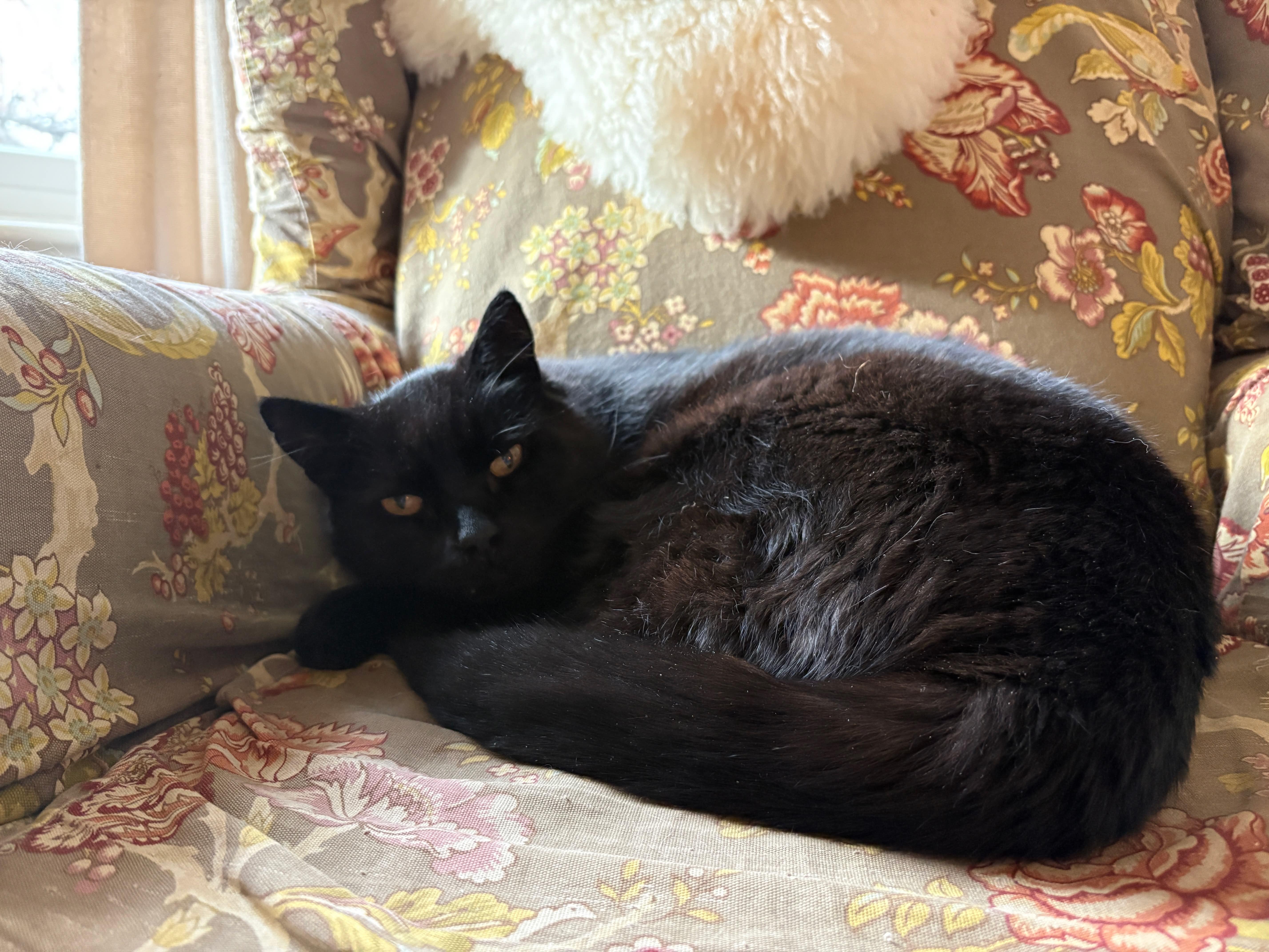 Bob, an adopted Domestic Short Hair in La Grande, OR image 1/3