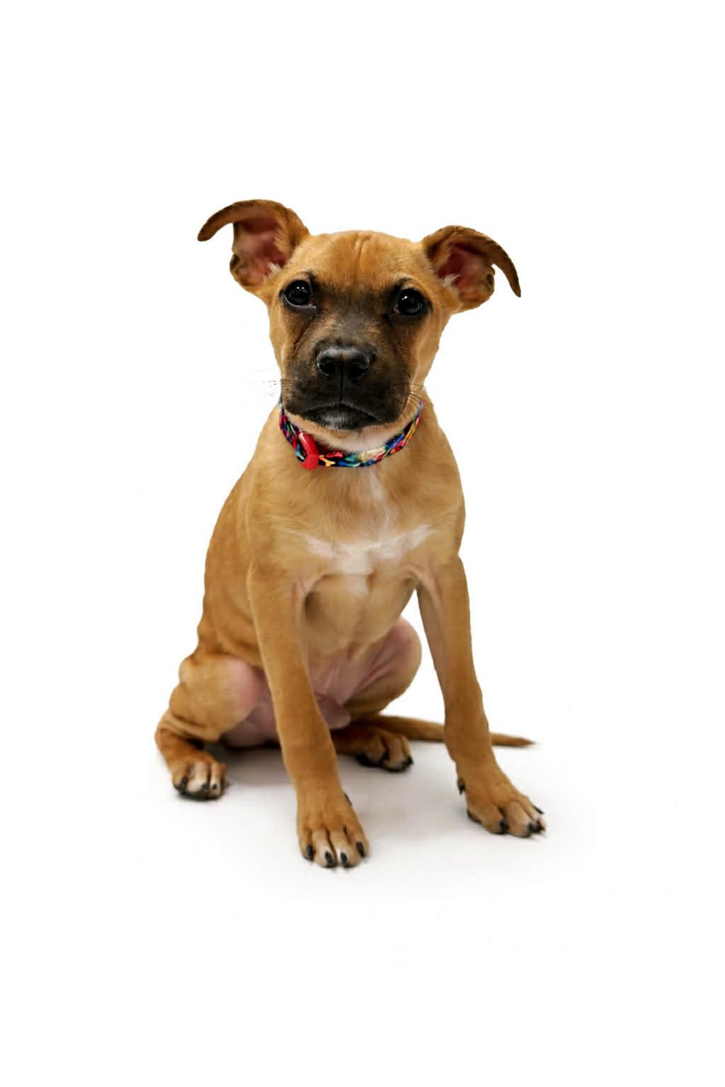 Romeo, adopted, Young Male Chihuahua.