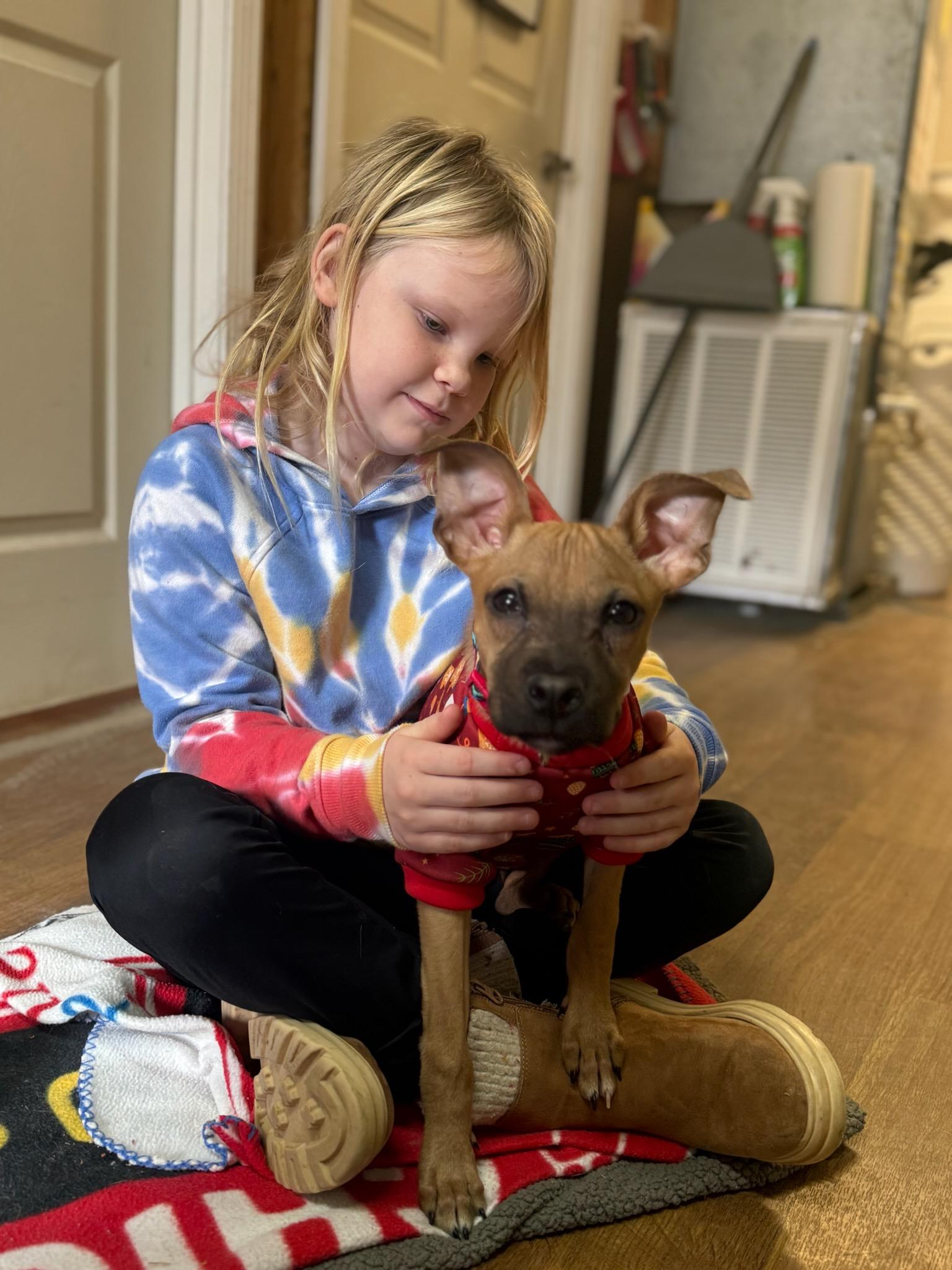 Enlarge Romeo, an adopted mixed breed in Talbott, TN image 2/4