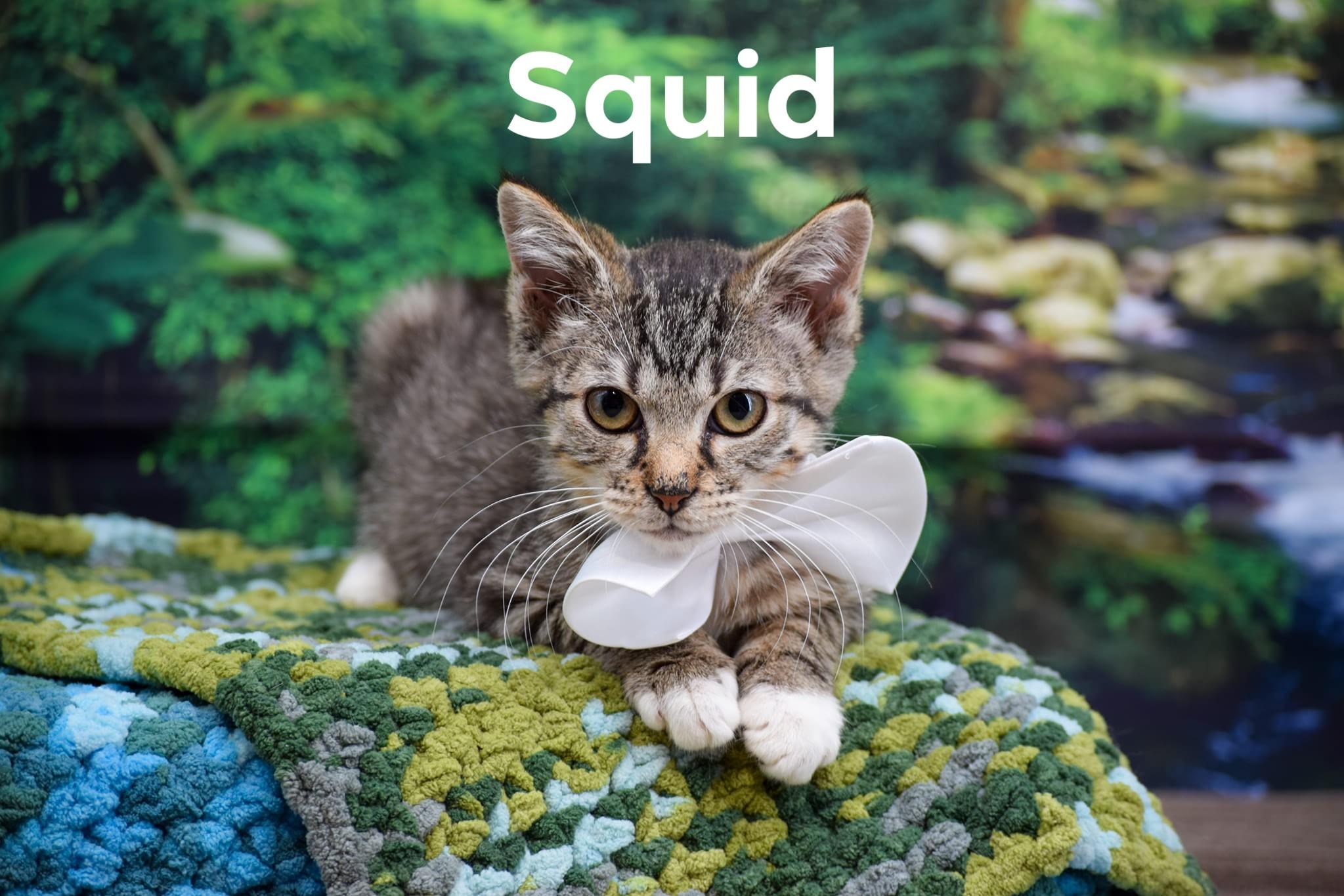 Squid thumbnail 3