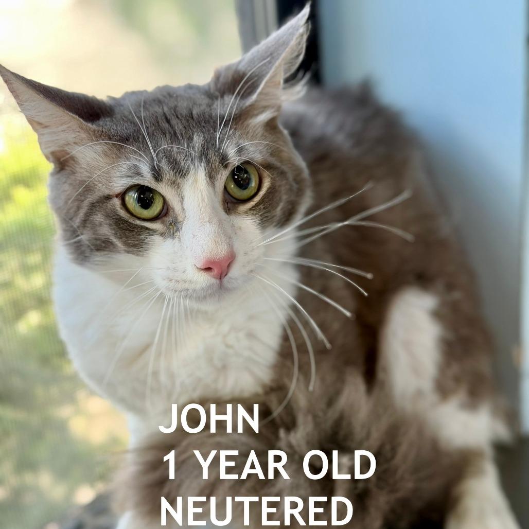 Enlarge John, a Adoptable Domestic Medium Hair in Los Angeles, CA image 1/1