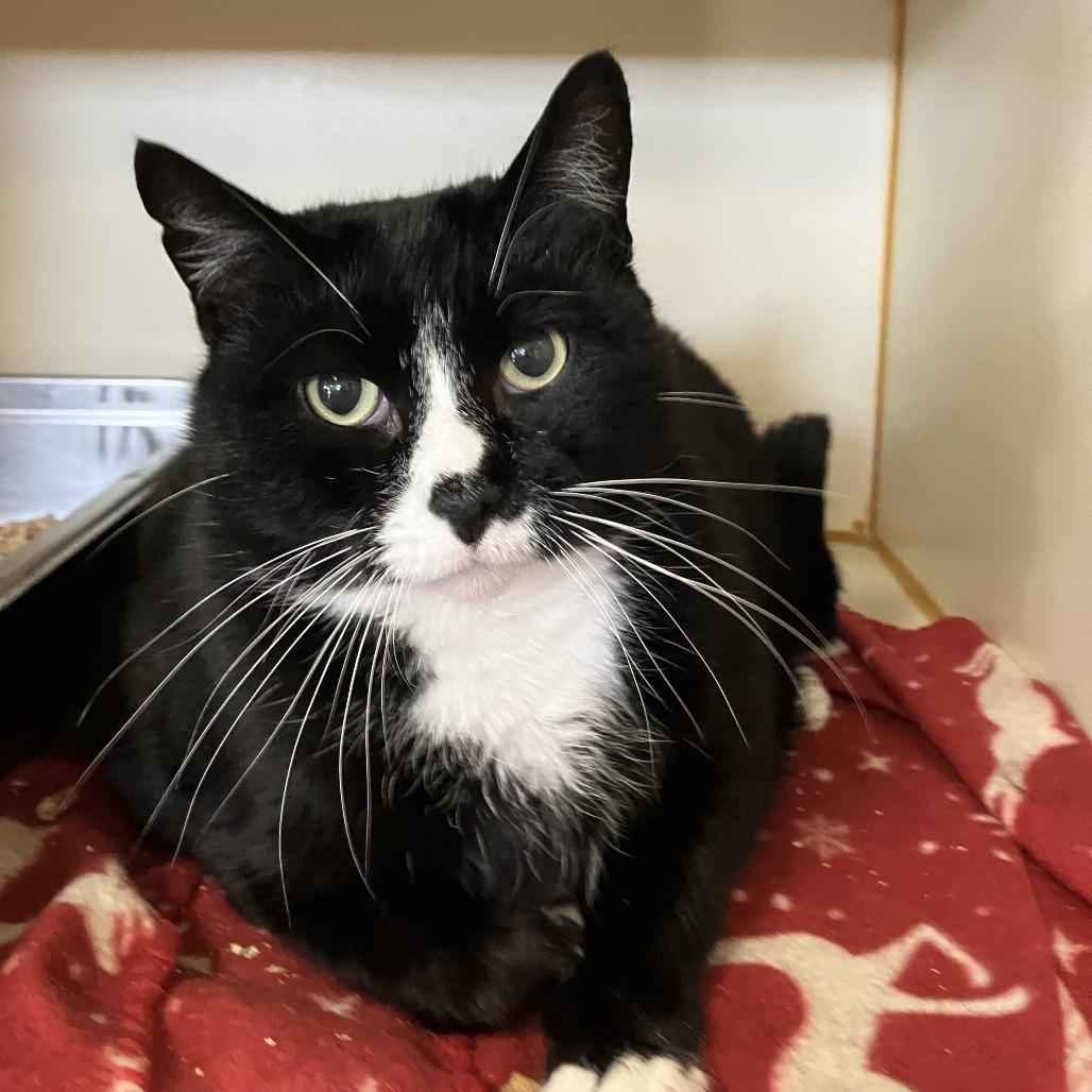 Enlarge Miss Kitty, a Adoptable Domestic Short Hair in Idaho Falls, ID image 1/4