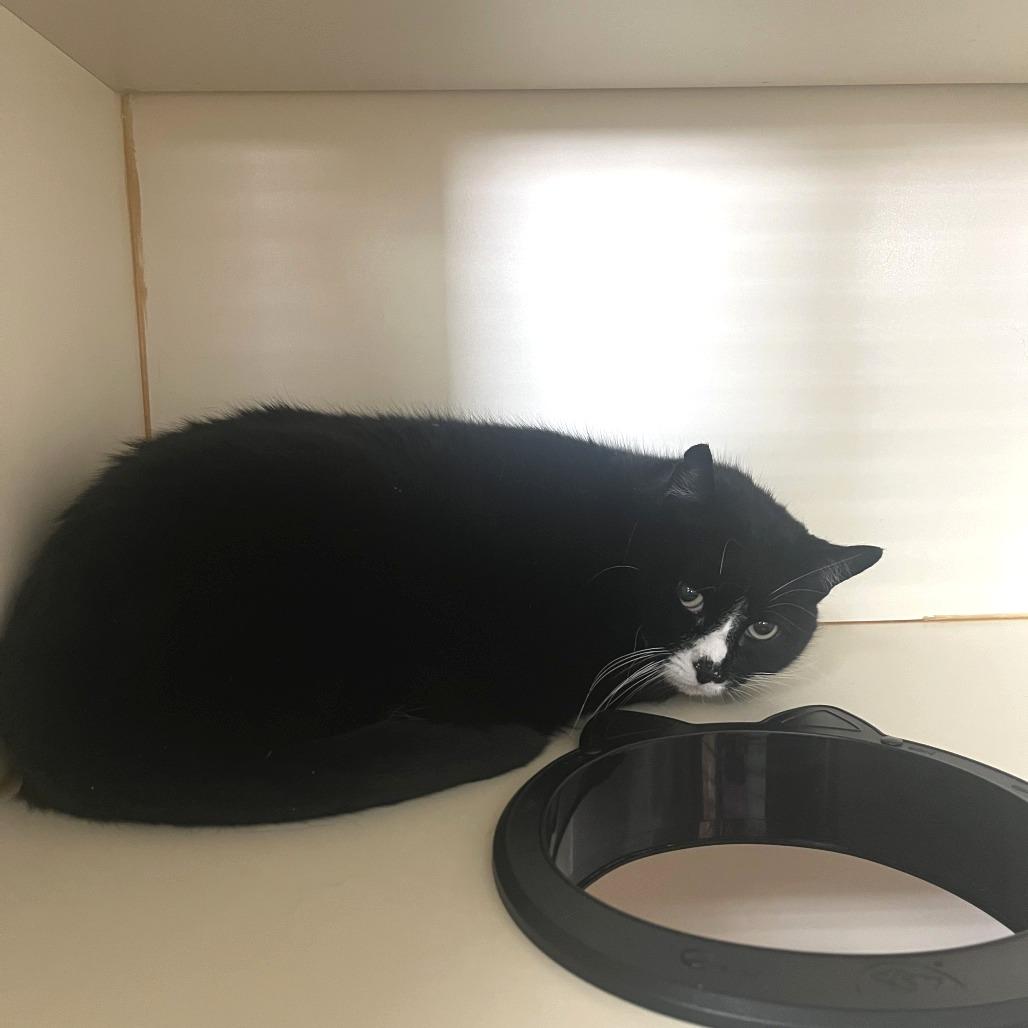 Enlarge Miss Kitty, a Adoptable Domestic Short Hair in Idaho Falls, ID image 2/4
