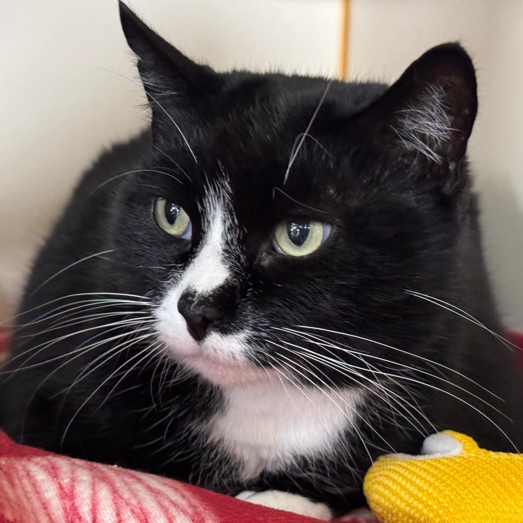 Enlarge Miss Kitty, a Adoptable Domestic Short Hair in Idaho Falls, ID image 3/4
