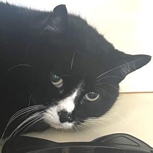 Enlarge Miss Kitty, a Adoptable Domestic Short Hair in Idaho Falls, ID image 4/4