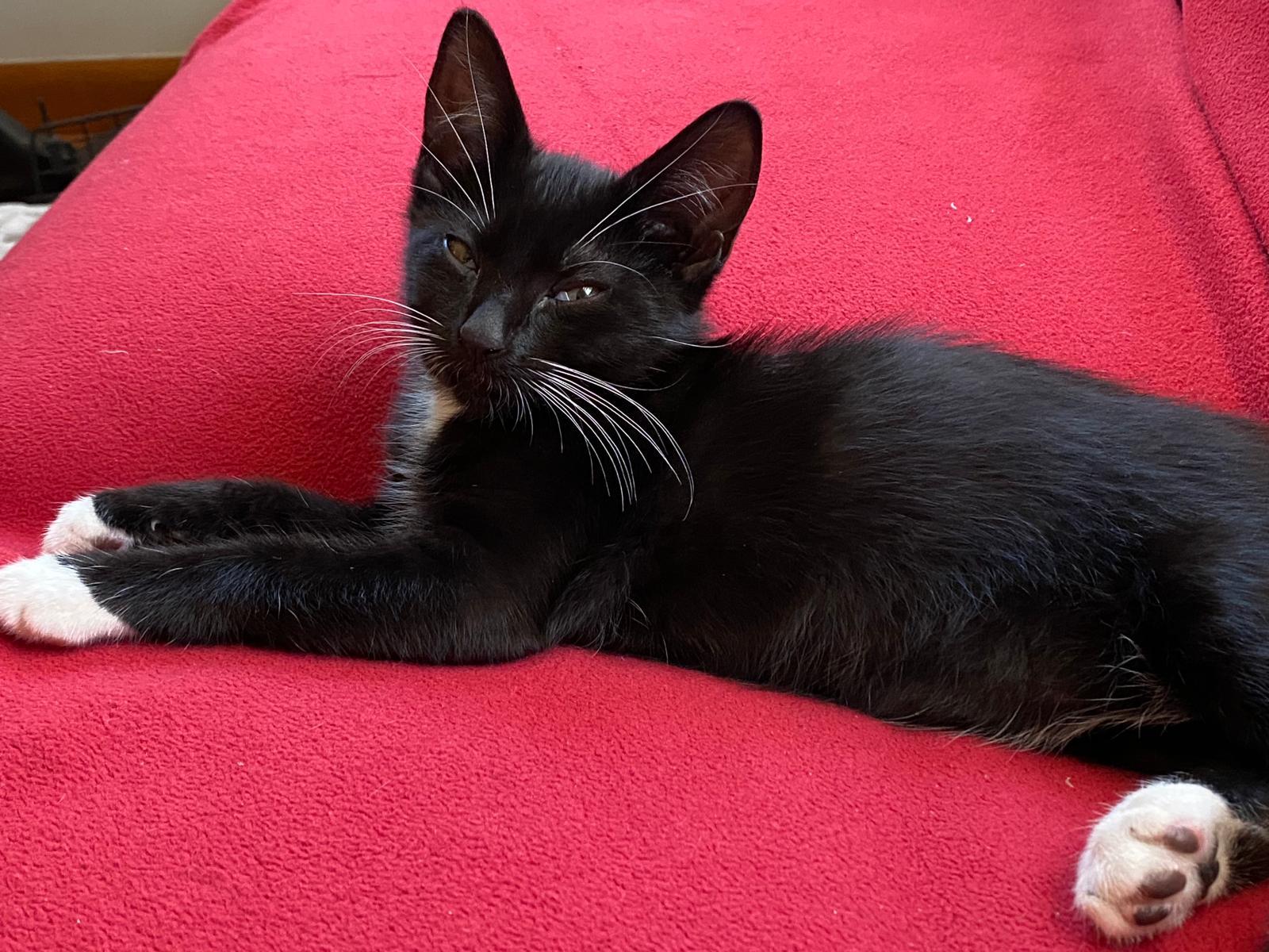 Mitzi, Adopted, Kitten Female Domestic Short Hair.