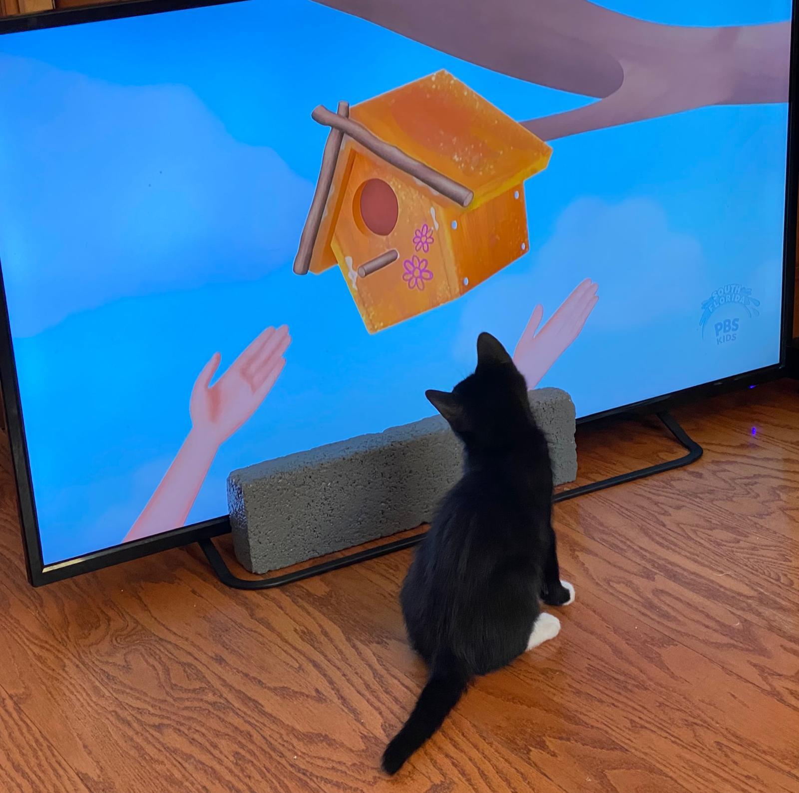 Enlarge Mitzi, a Adopted Domestic Short Hair in Miami, FL image 2/3