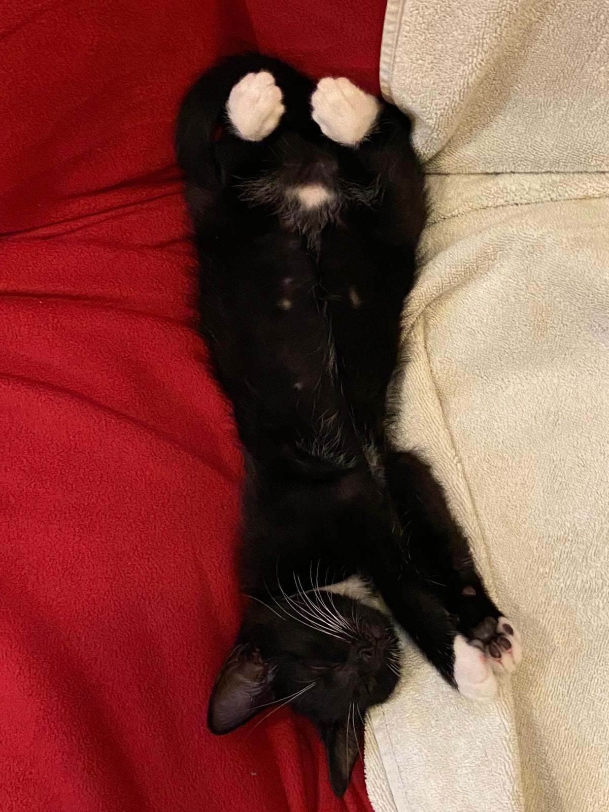 Enlarge Mitzi, a Adopted Domestic Short Hair in Miami, FL image 3/3