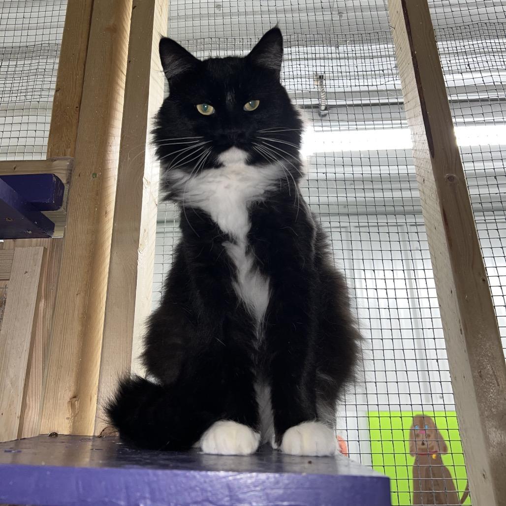 Rocky, Adoptable, Adult Male Domestic Long Hair.