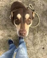 Enlarge Hershey, a ADOPTABLE Mixed Breed in Huntsville , TX image 1/1