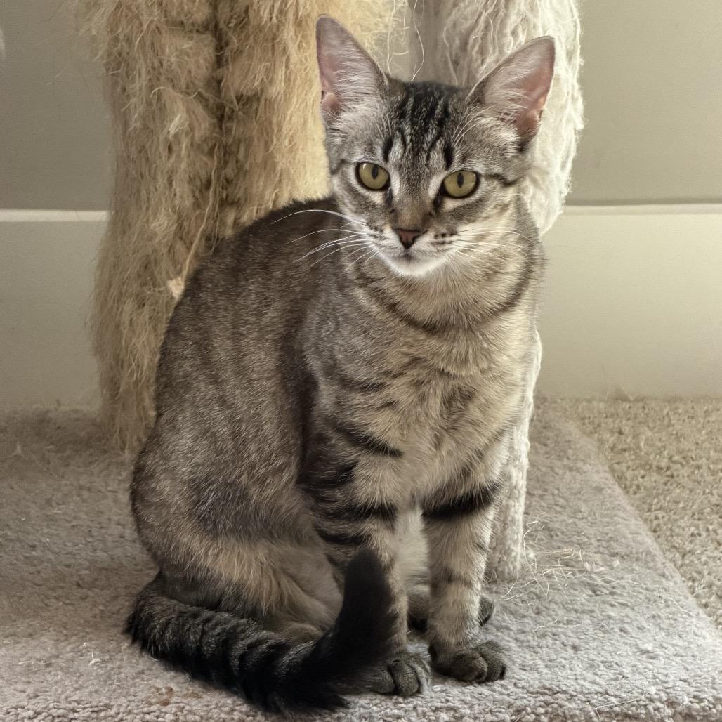 Ella, Adoptable, Young Female Domestic Short Hair.
