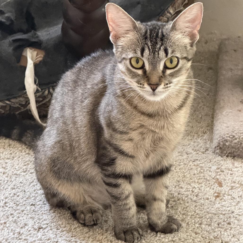 Ella, a Adoptable Domestic Short Hair in Huntsville, AL image 2/2