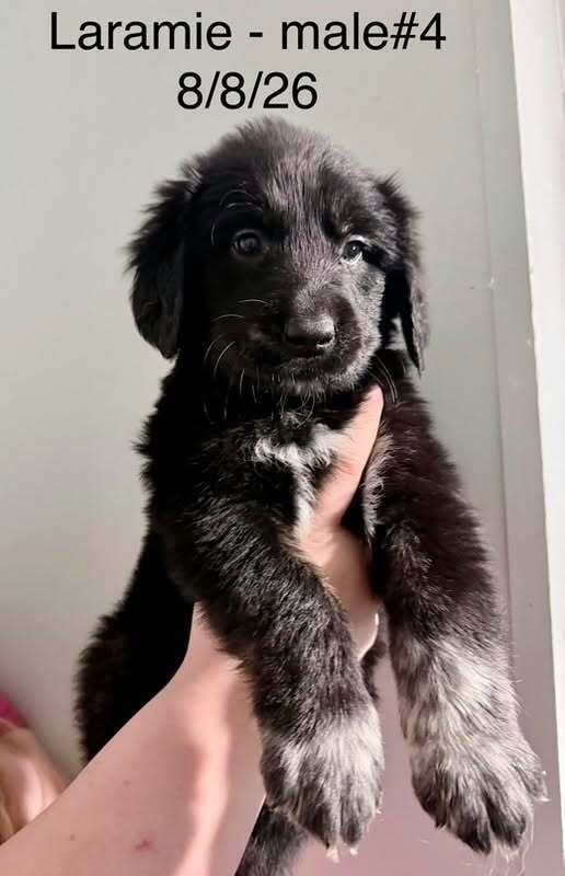 Enlarge Laramie, a Adoptable mixed breed in Waunakee, WI image 1/2