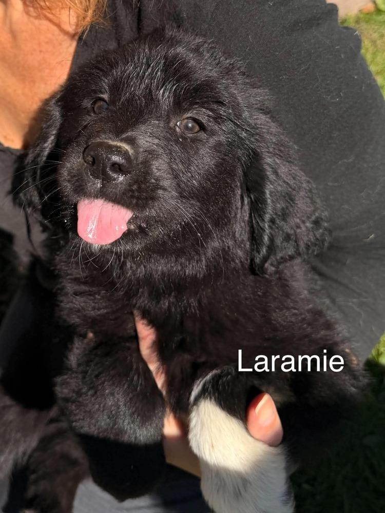 Enlarge Laramie, a Adoptable mixed breed in Waunakee, WI image 2/2