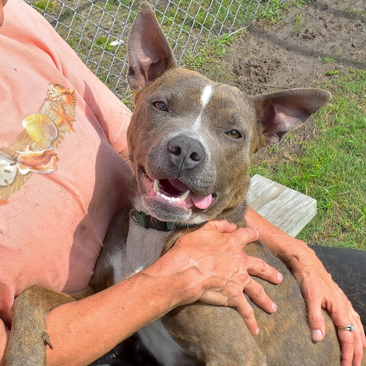 JESSICA, Adult Female Pit Bull Terrier