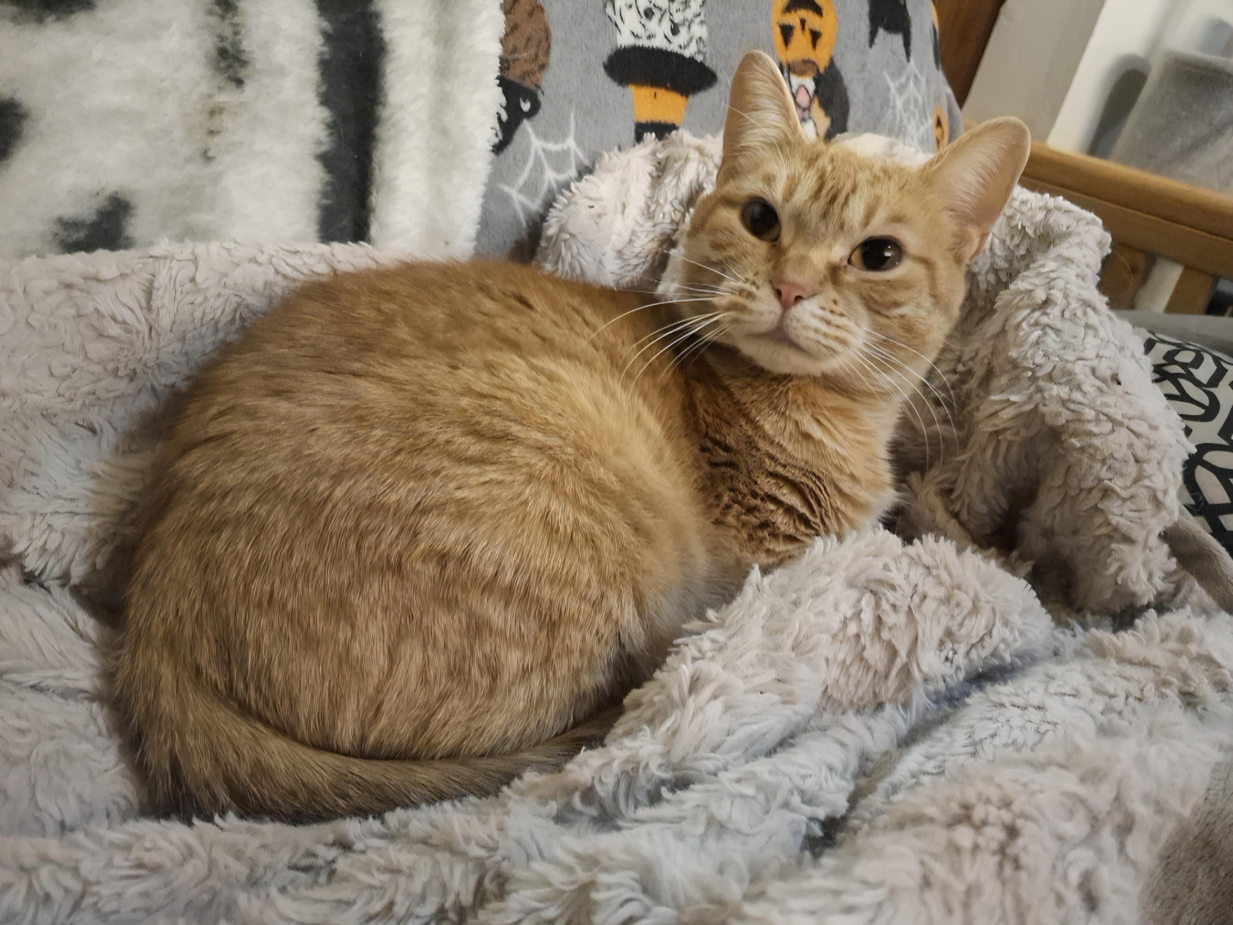 Sabrina, a ADOPTABLE Domestic Short Hair in St. Charles, IL image 6/6