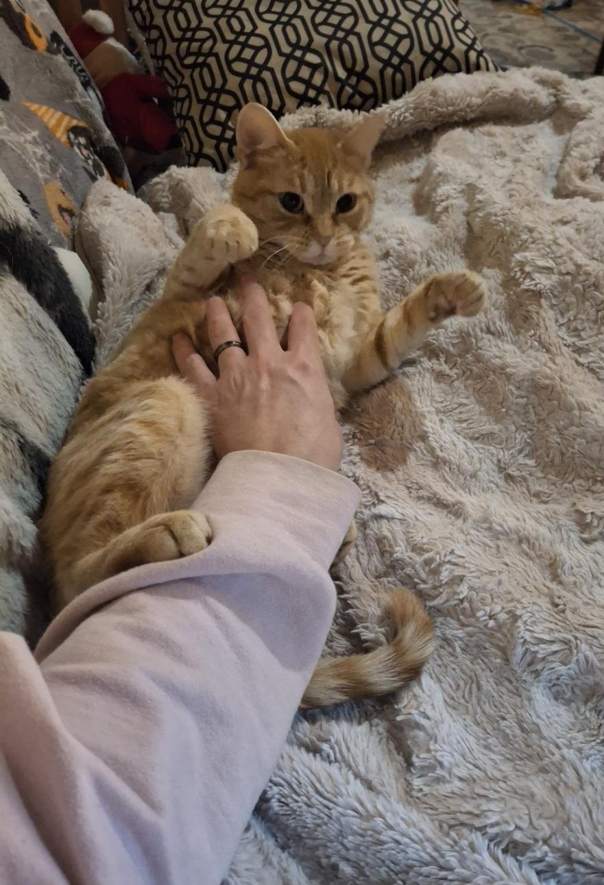 Sabrina, a ADOPTABLE Domestic Short Hair in St. Charles, IL image 4/6