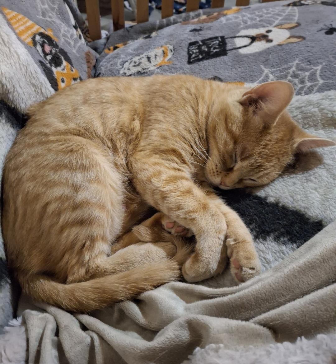 Sabrina, a ADOPTABLE Domestic Short Hair in St. Charles, IL image 3/6