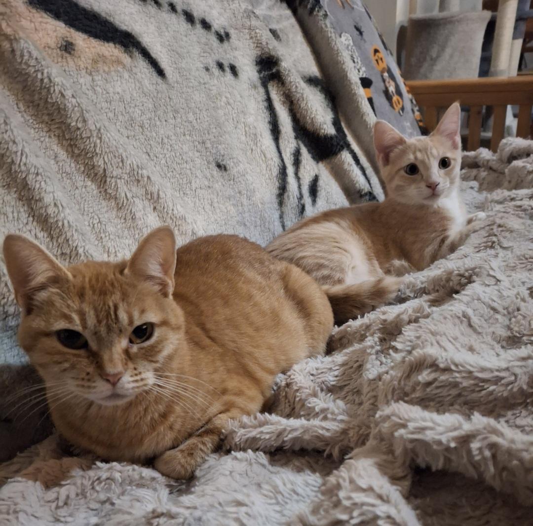 Sabrina, a ADOPTABLE Domestic Short Hair in St. Charles, IL image 5/6