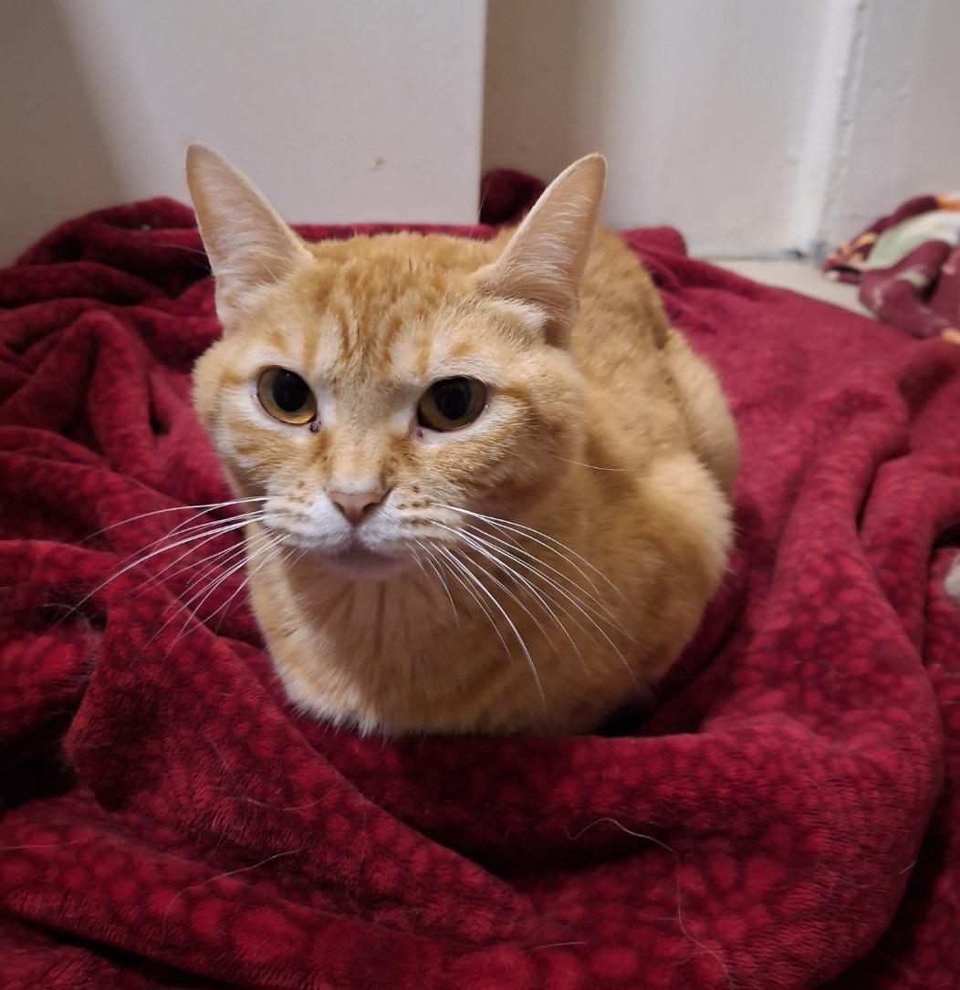 Sabrina, ADOPTABLE, Young Female Domestic Short Hair.