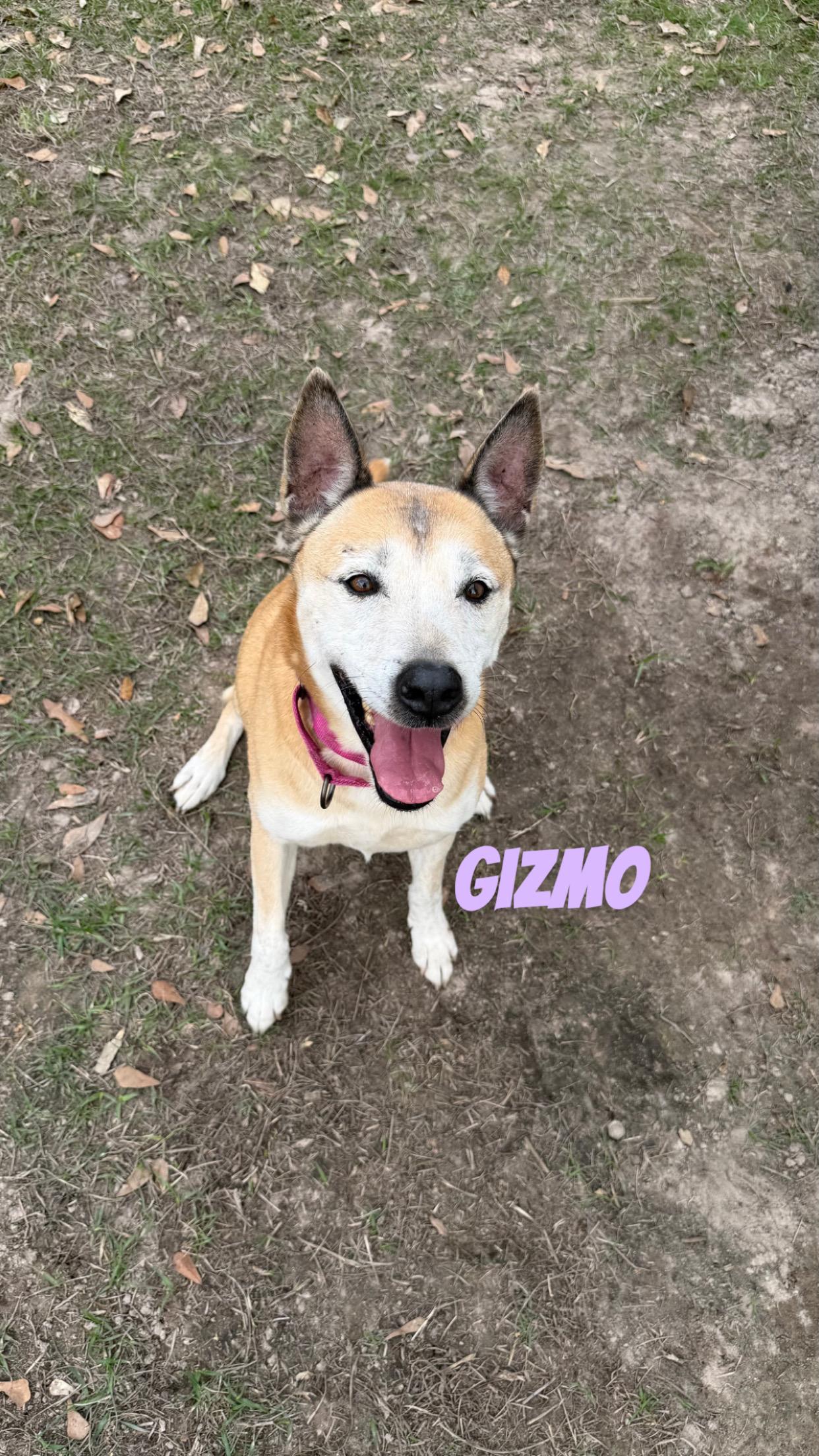 Gizmo, ADOPTABLE, Senior Male Husky.