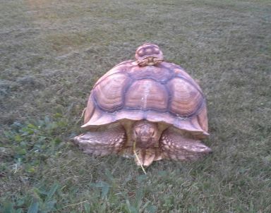 Sulcata Tortoise, a Adoptable Sulcata in Baltimore, MD image 1/2
