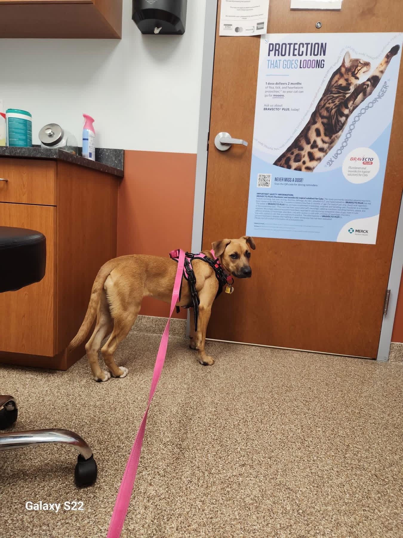 Enlarge Jumbo Shrimp , a ADOPTABLE mixed breed in Greenwood, IN image 3/6