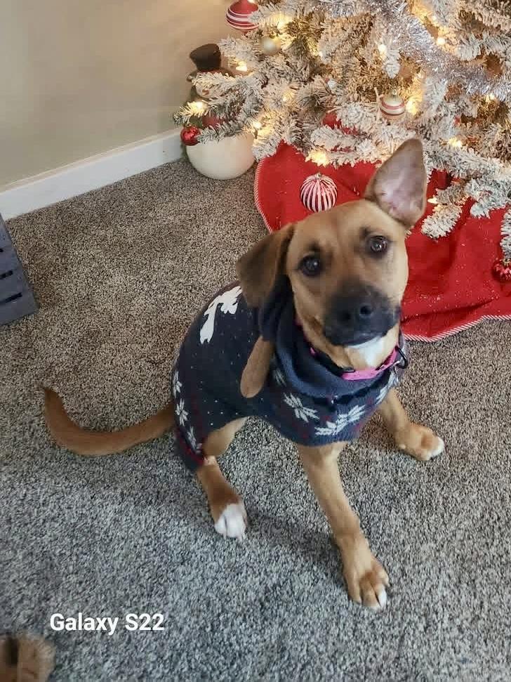 Jumbo Shrimp , ADOPTABLE, Young Female Mixed Breed.