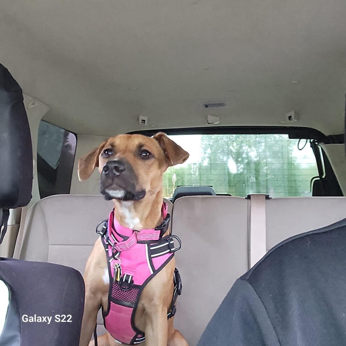 Enlarge Jumbo Shrimp , a ADOPTABLE mixed breed in Greenwood, IN image 2/6