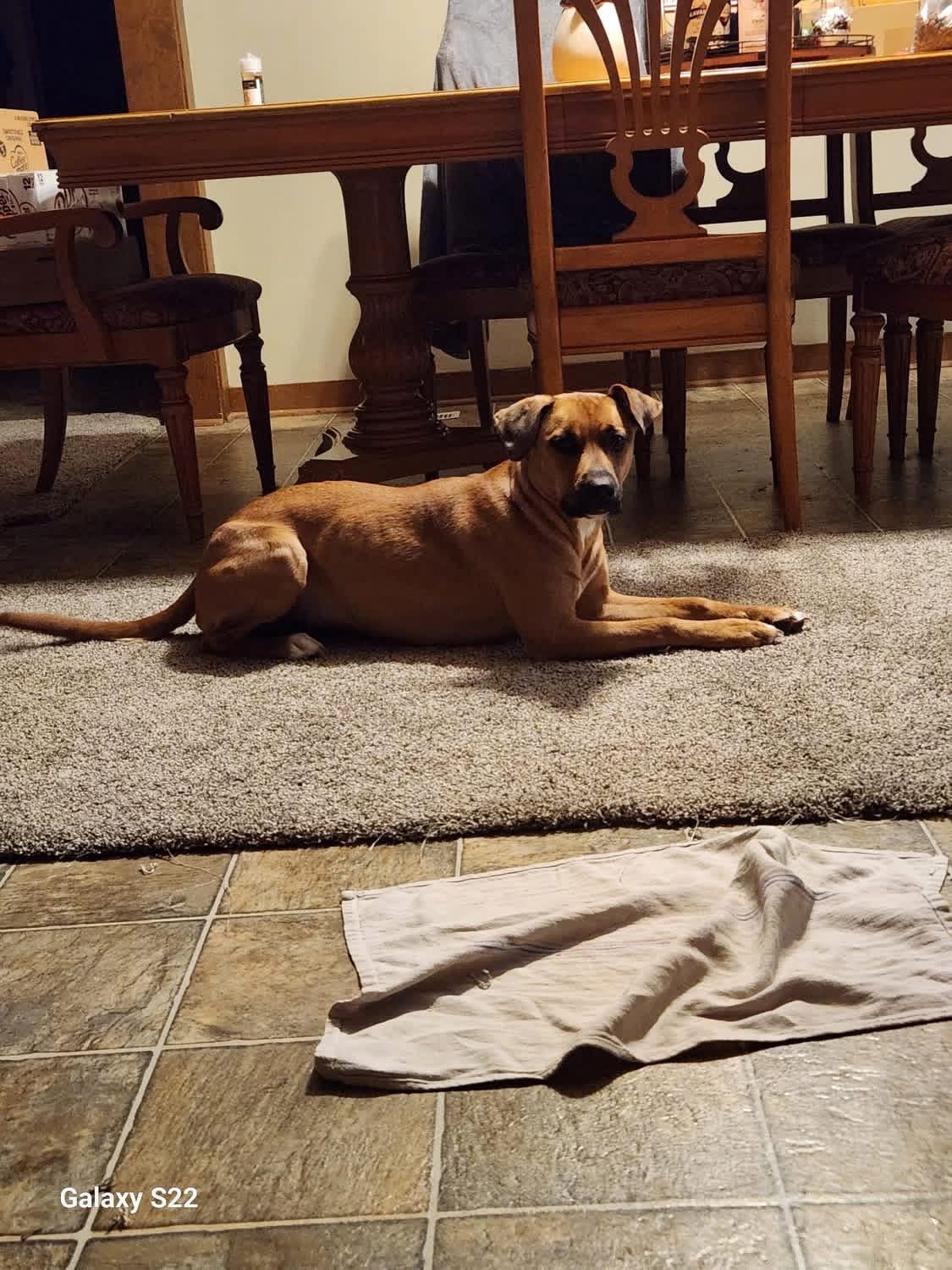 Enlarge Jumbo Shrimp , a ADOPTABLE mixed breed in Greenwood, IN image 4/6