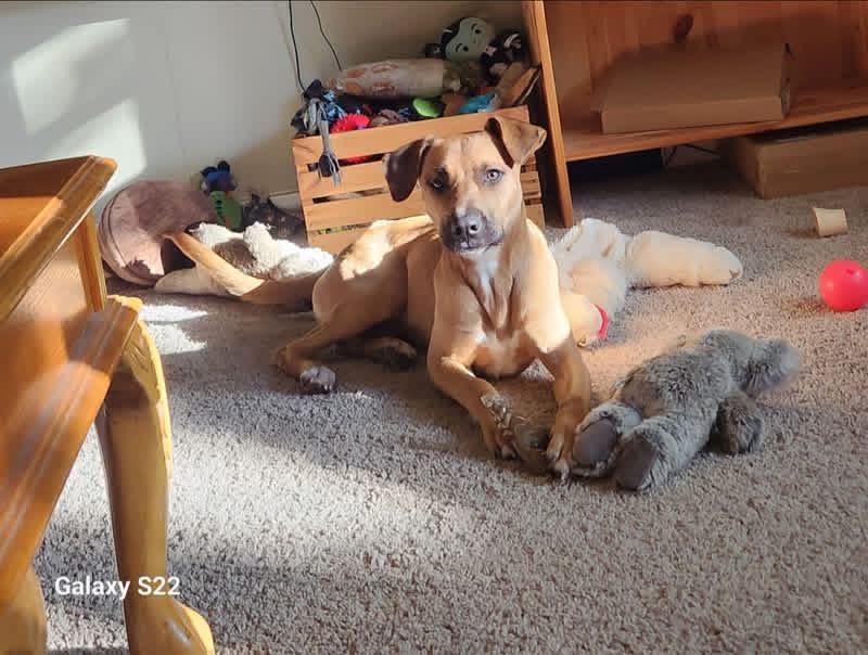 Enlarge Jumbo Shrimp , a ADOPTABLE mixed breed in Greenwood, IN image 6/6