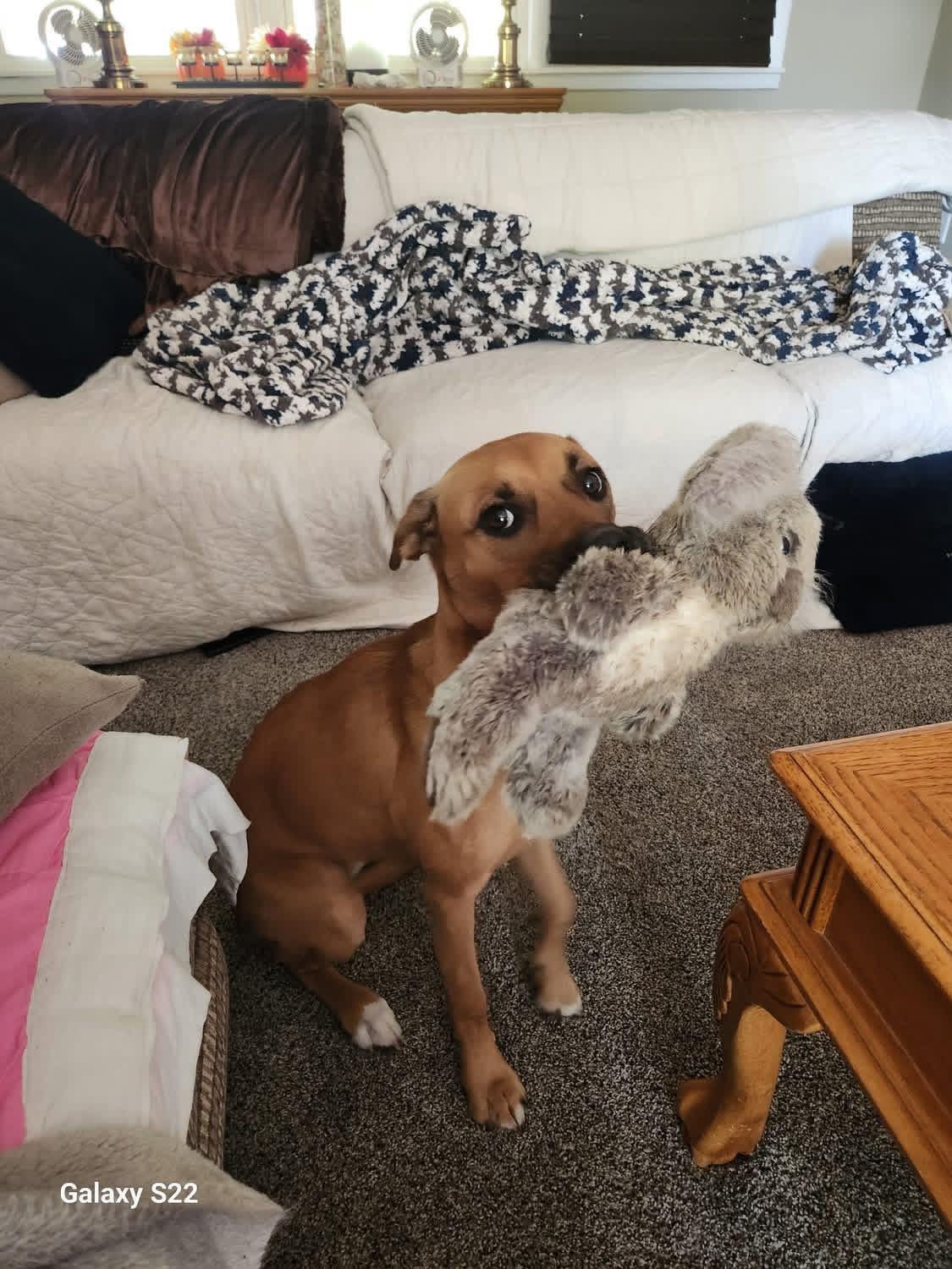 Enlarge Jumbo Shrimp , a ADOPTABLE mixed breed in Greenwood, IN image 5/6