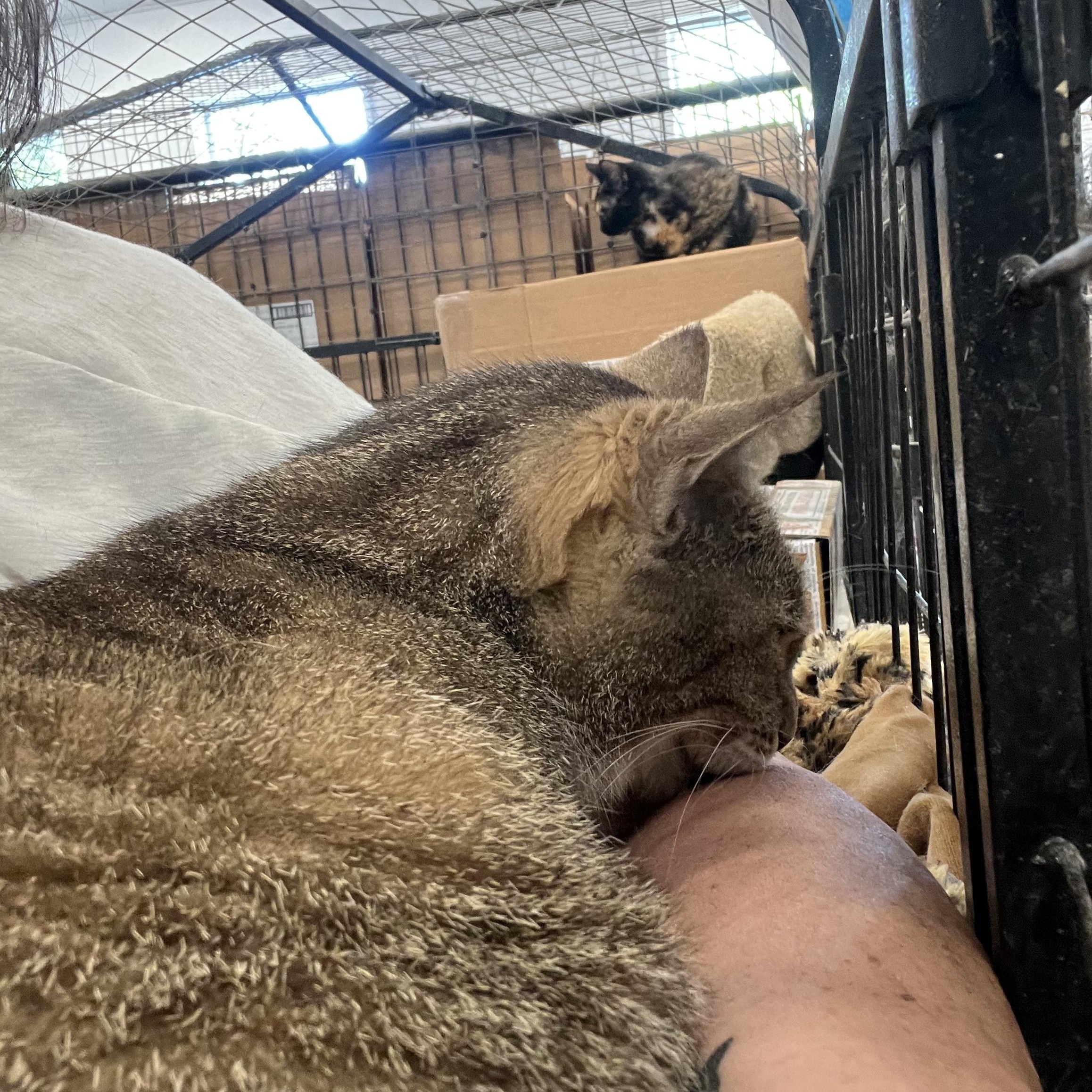 Enlarge Atlas, a Adoptable mixed breed in Bradenton, FL image 5/5