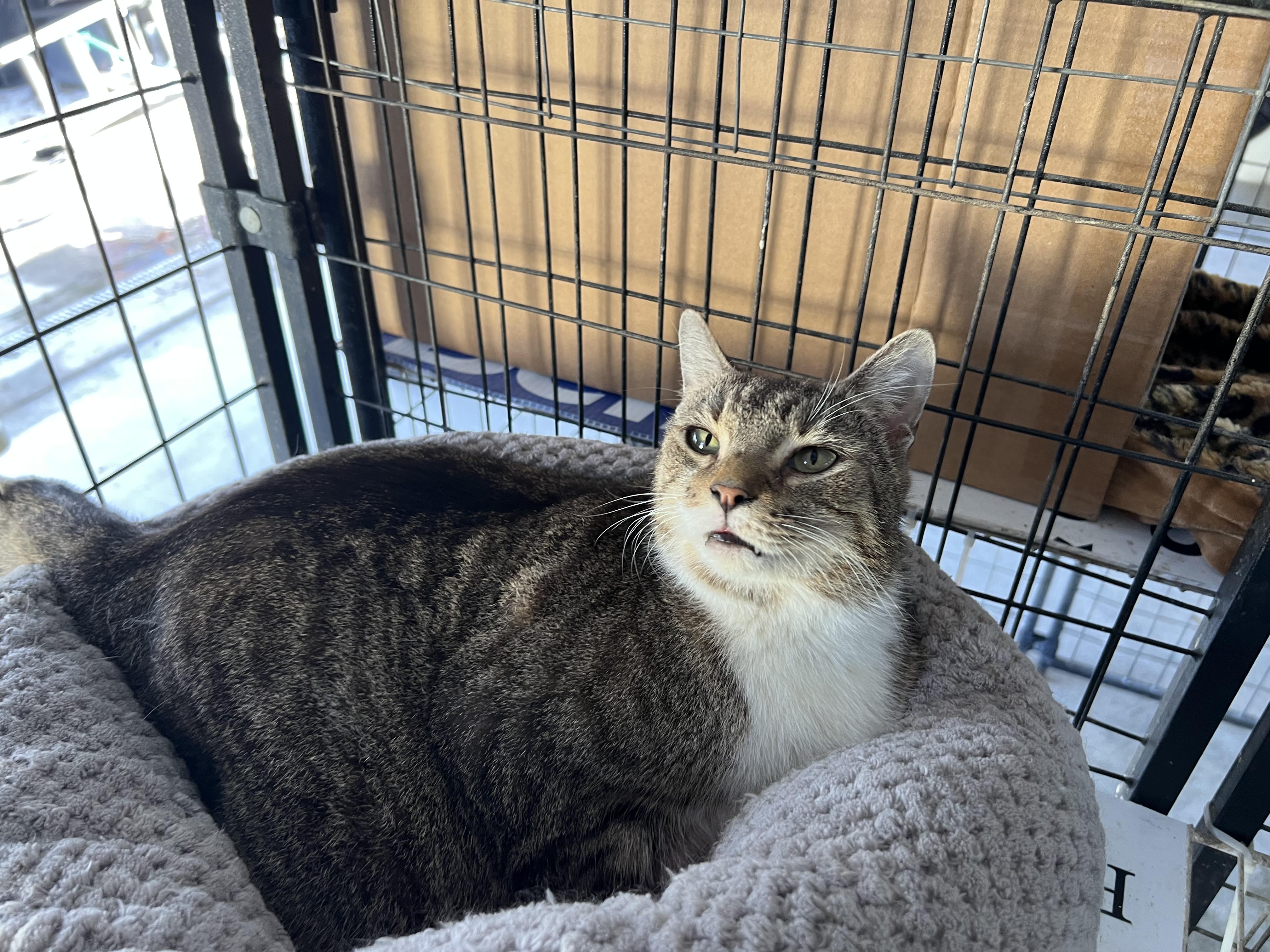 Enlarge Atlas, a Adoptable mixed breed in Bradenton, FL image 4/5