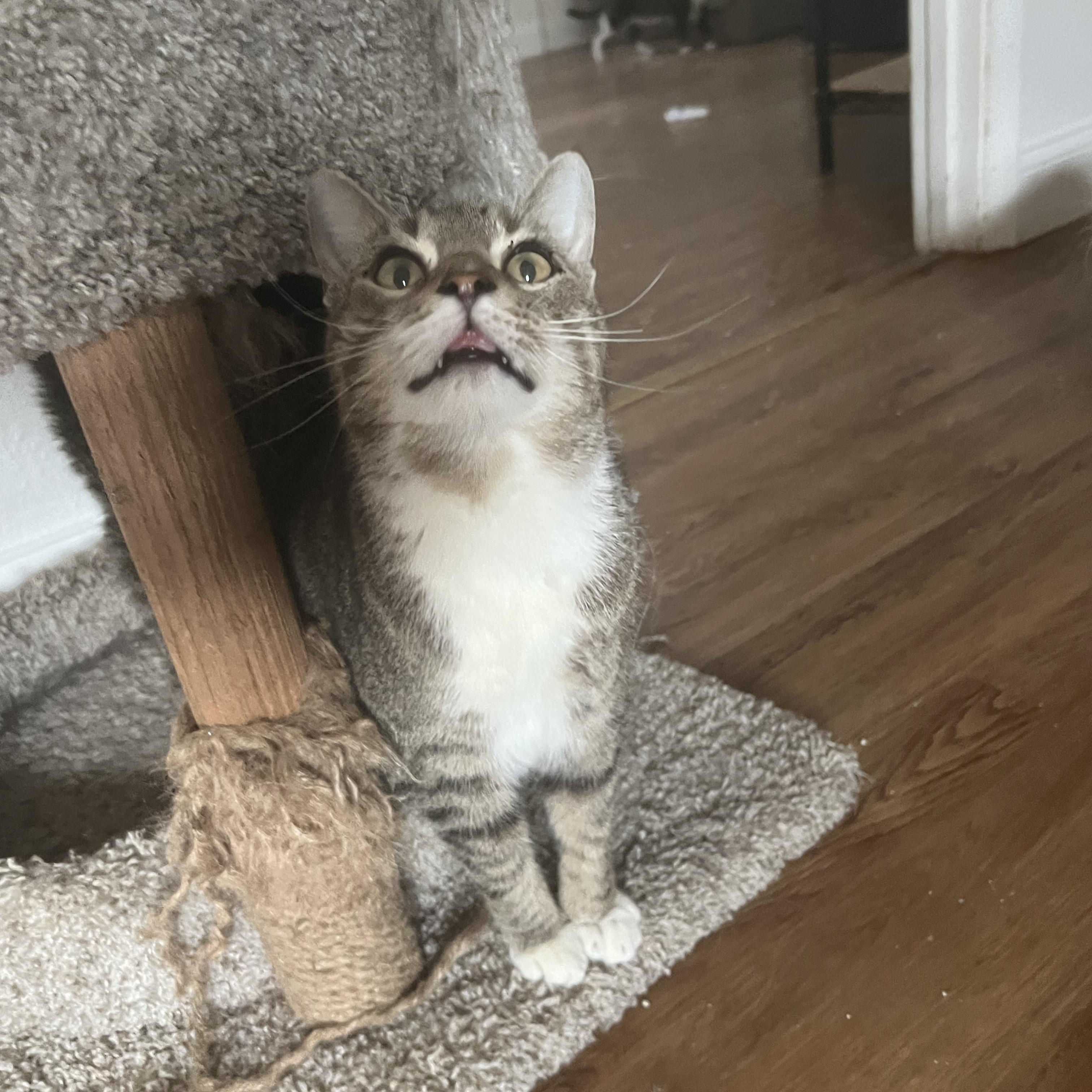 Atlas, Adoptable, Adult Male Domestic Short Hair.
