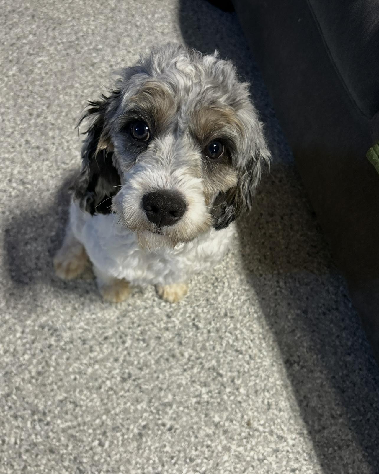 Kash.  Nice boy, an adoptable Cavapoo in Antwerp, OH, 45813 | Photo Image 1
