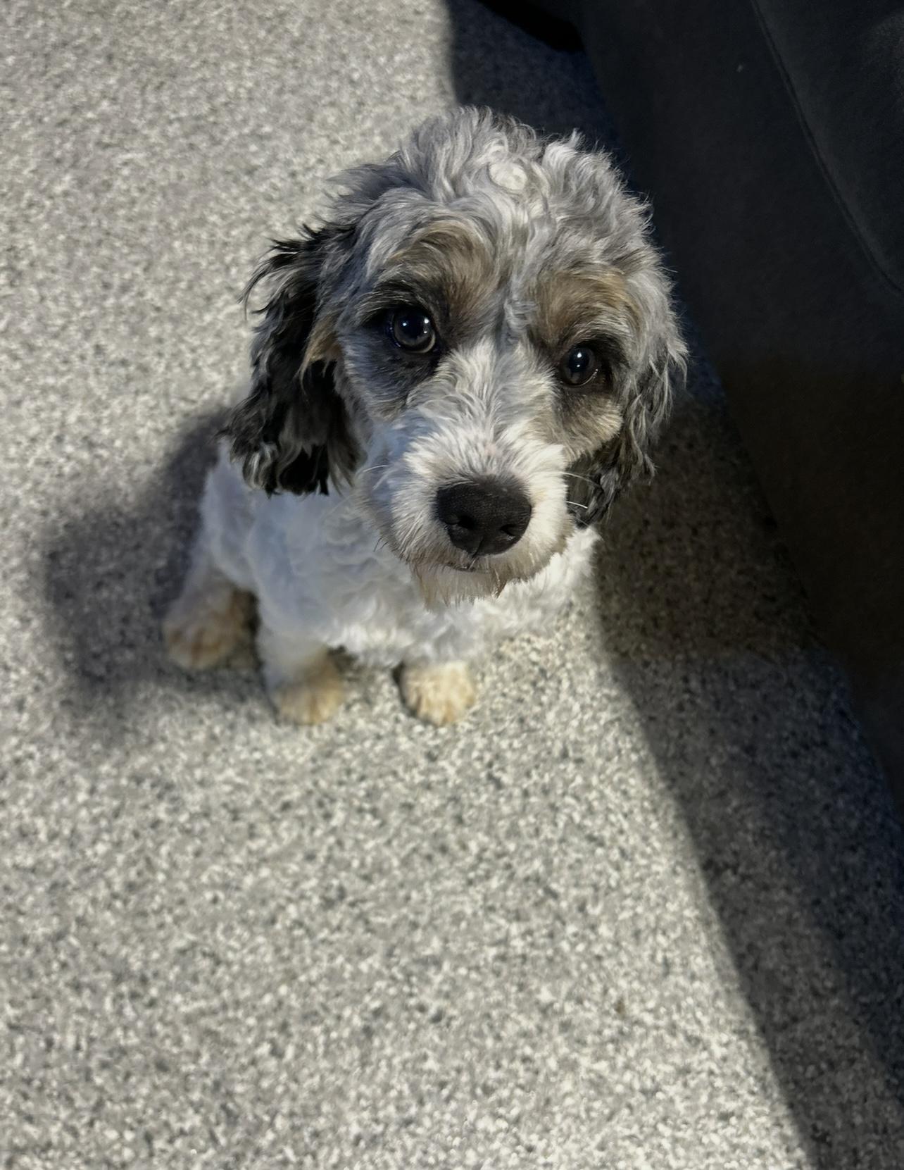 Kash.  Nice boy, an adoptable Cavapoo in Antwerp, OH, 45813 | Photo Image 2