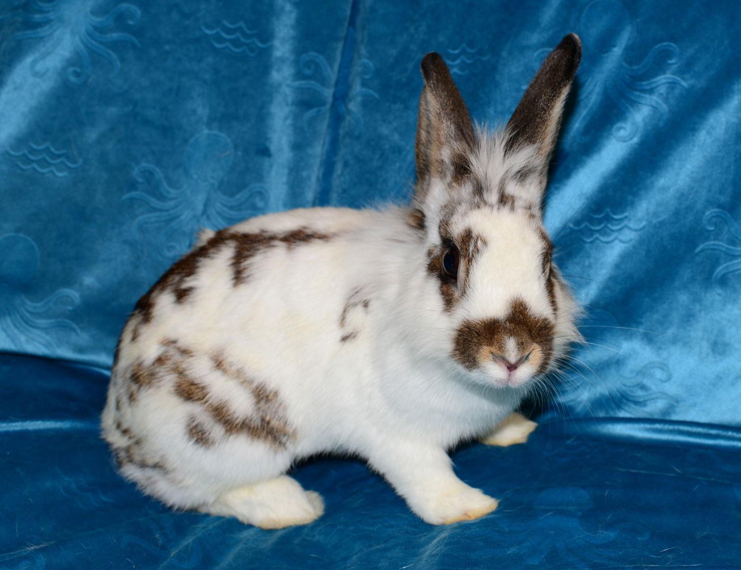Enlarge Marcie, a Adoptable Lionhead in Chesterfield, MO image 1/3