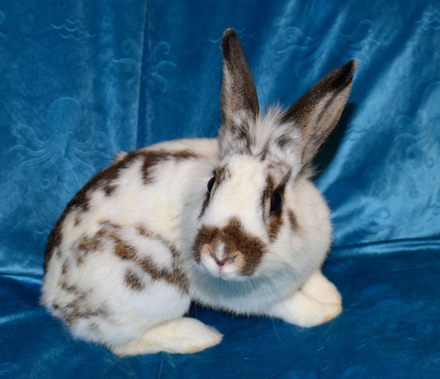 Enlarge Marcie, a Adoptable Lionhead in Chesterfield, MO image 2/3