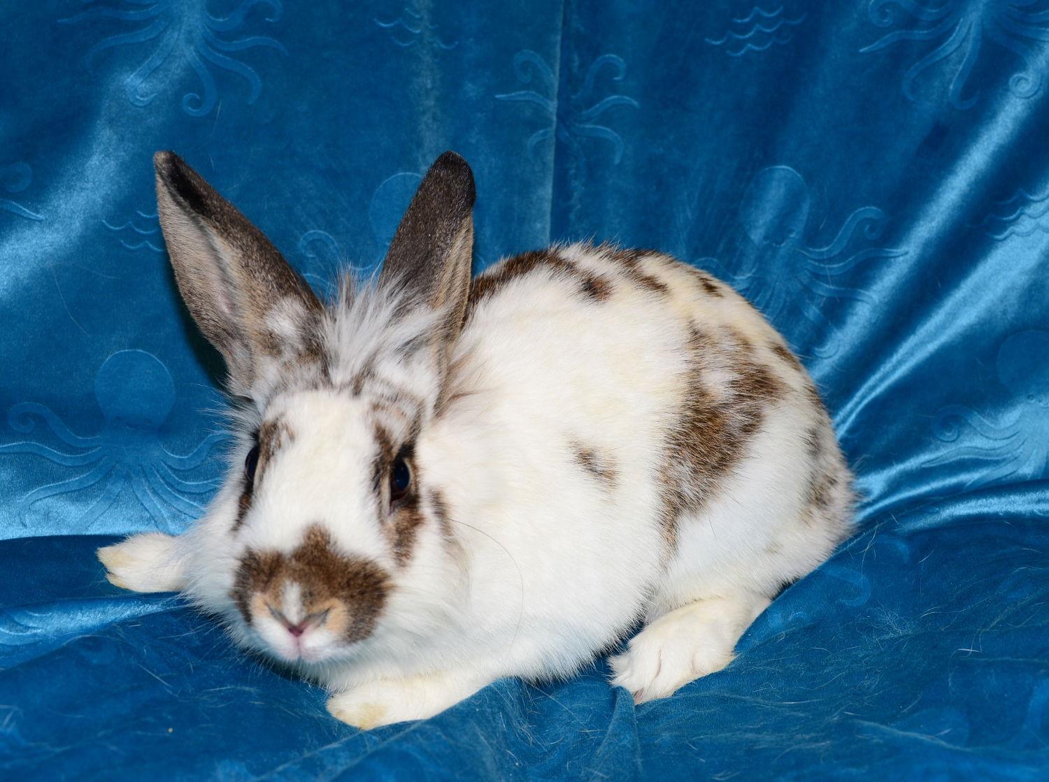 Enlarge Marcie, a Adoptable Lionhead in Chesterfield, MO image 3/3