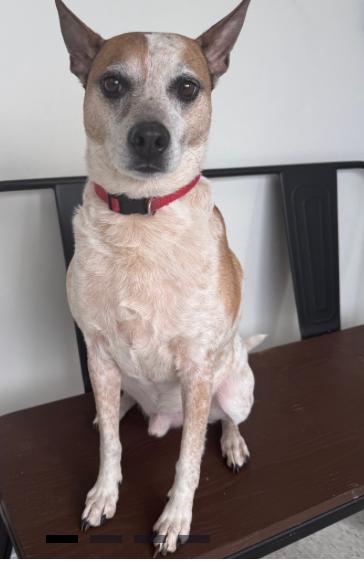 Enlarge Biscuit, a ADOPTABLE Mixed Breed in Homewood, IL image 1/1