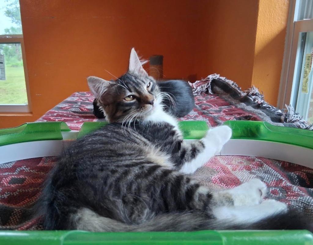 PRINCESS LEIA, Adoptable, Kitten Female Domestic Long Hair.