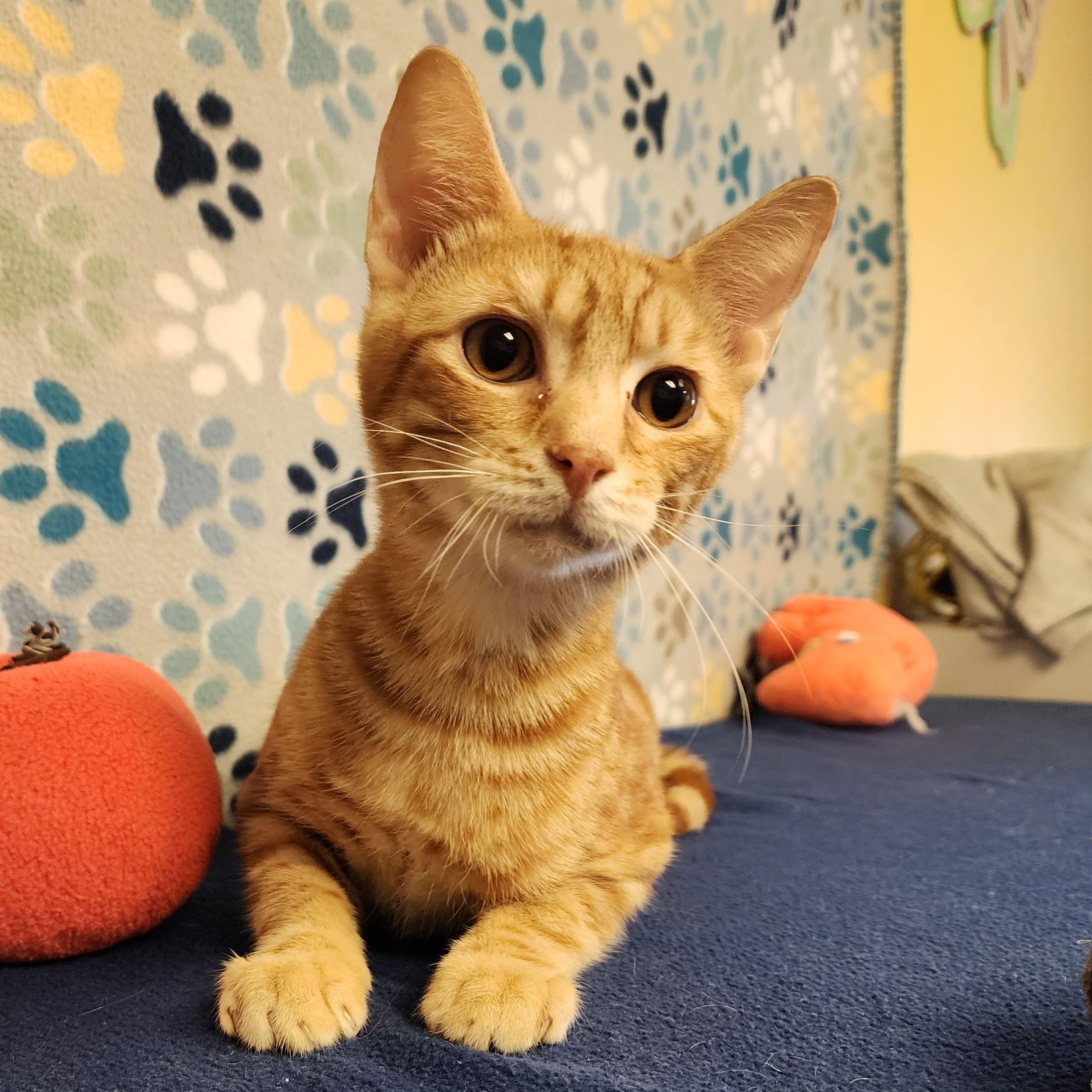 Enlarge Max, a ADOPTABLE mixed breed in ALPINE, TX image 5/5