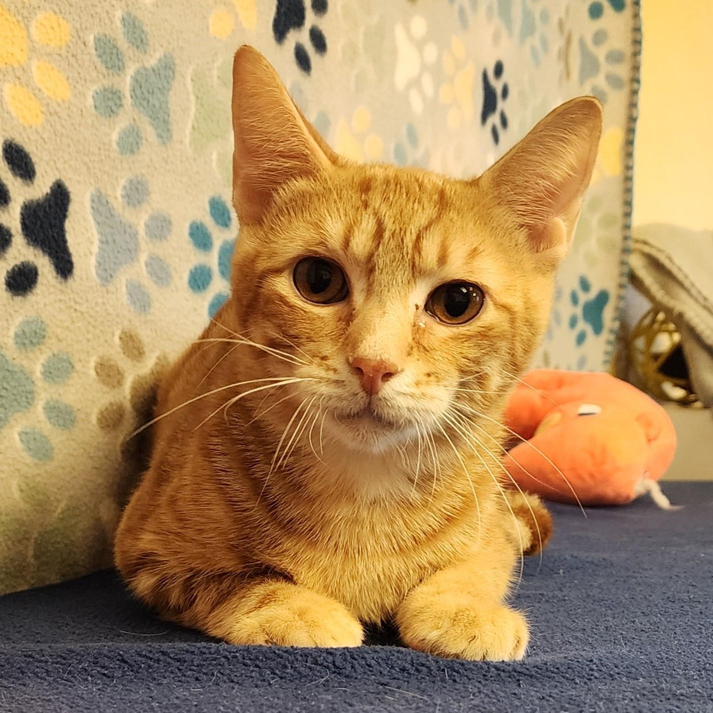 Max, ADOPTABLE, Young Male Domestic Short Hair.