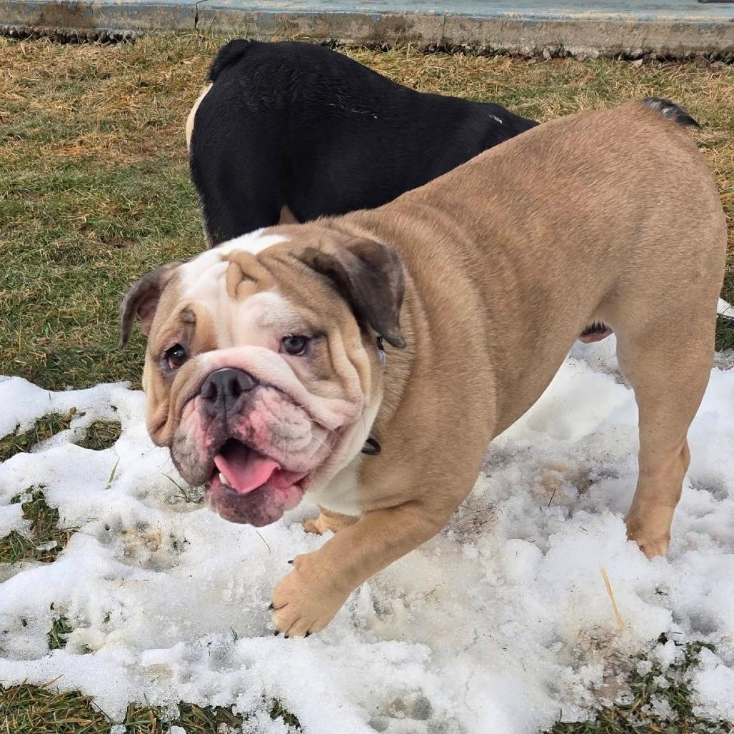 Frankie, Adoptable, Young Female English Bulldog.