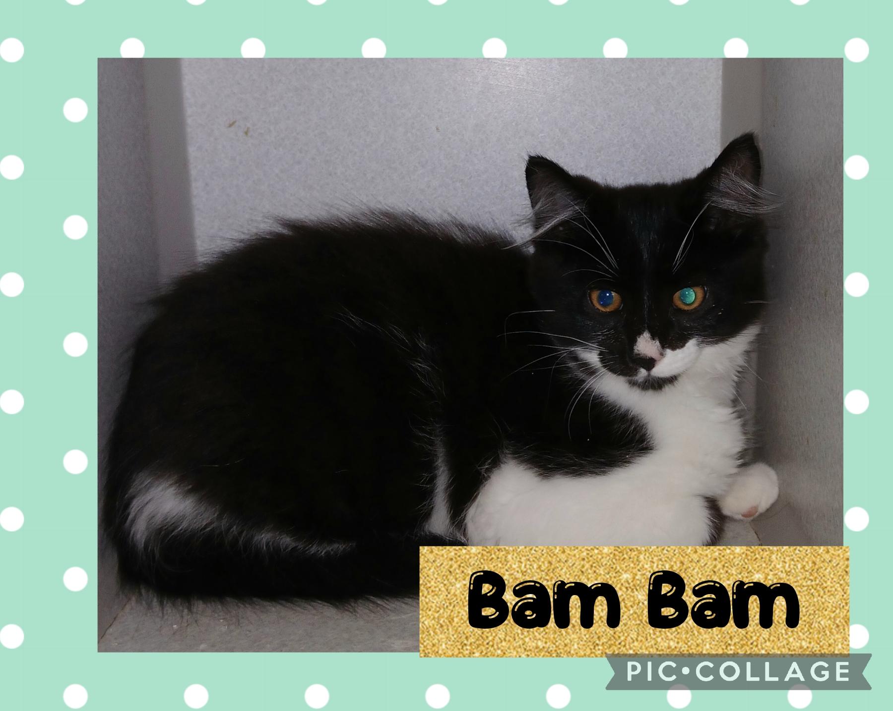 Bam Bam, an adoptable Domestic Medium Hair in Iron River, MI, 49935 | Photo Image 1
