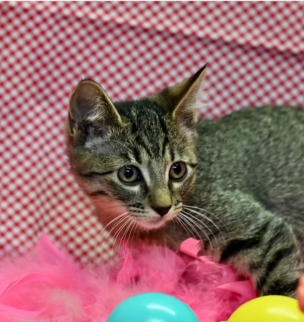 Cat for adoption Becky and Andy, siblings, a Siamese & Tabby Mix in