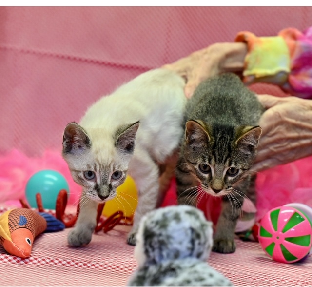 Cat for adoption Becky and Andy, siblings, a Siamese & Tabby Mix in